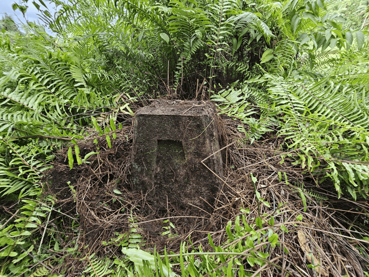 A weathered concrete pillar base from the former Highland Sawmill standing among dense ferns near San Juan Elementary School.